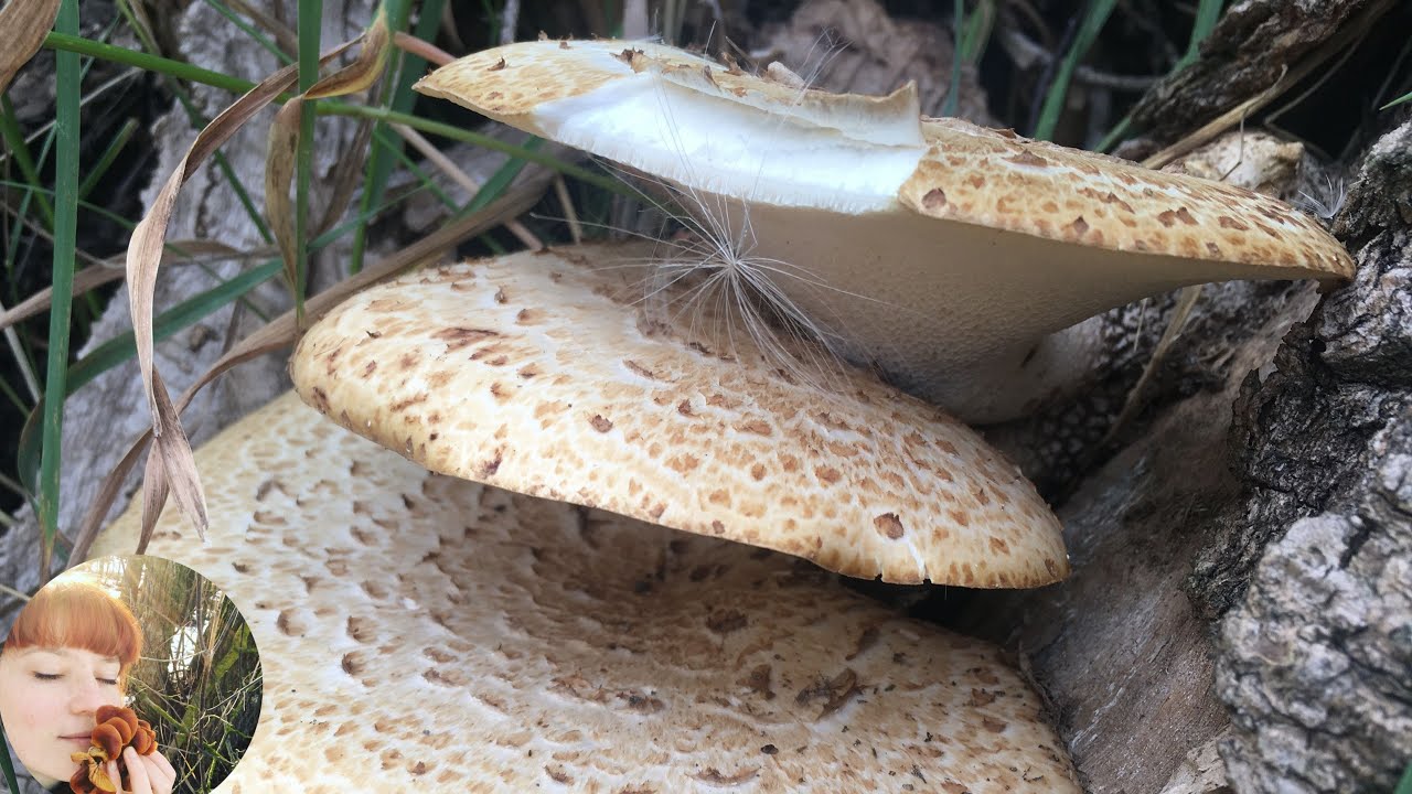 White Sawgill (Lentinus squarrosulus)