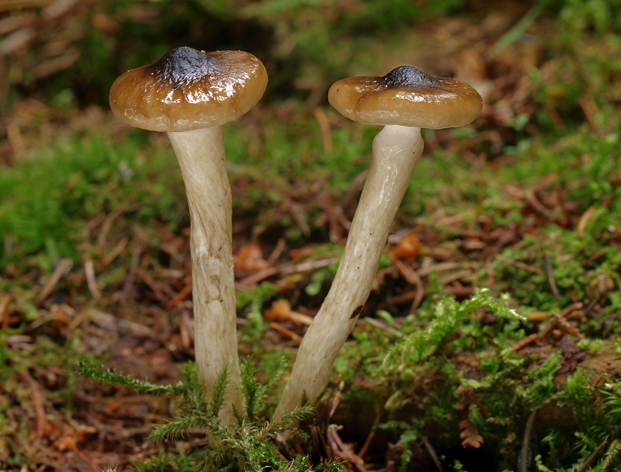 Grå vaxskivling (Hygrophorus camarophyllus)