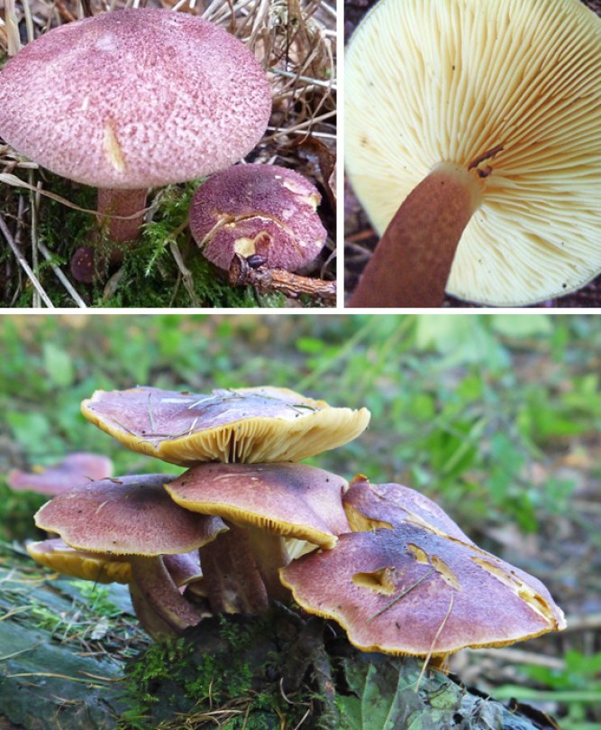 Erik ve Muhallebi (Tricholomopsis rutilans)