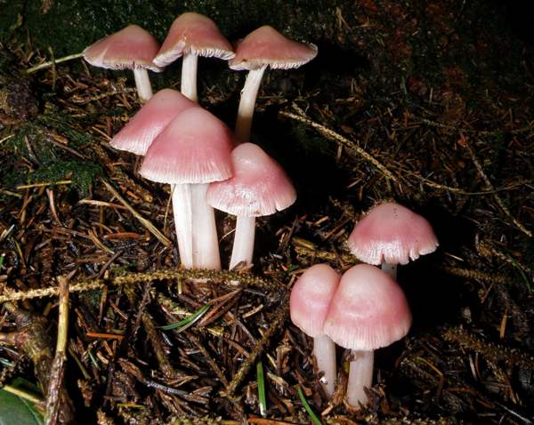 Рожева міцена (Mycena rosea)