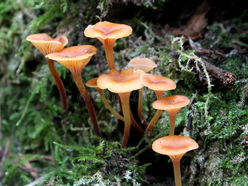 Золота труба (Xeromphalina campanella)