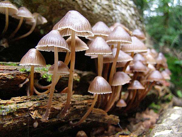 Meşe Seven Miçena (Mycena inclinata)