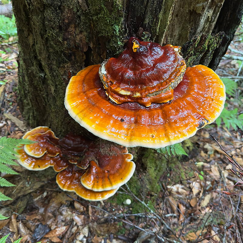 Трутовик червононіжковий (Ganoderma rufescens)