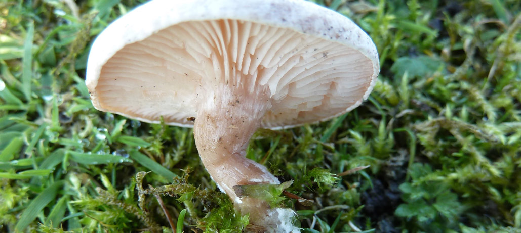 Лійка воскова (Clitocybe cerussata)