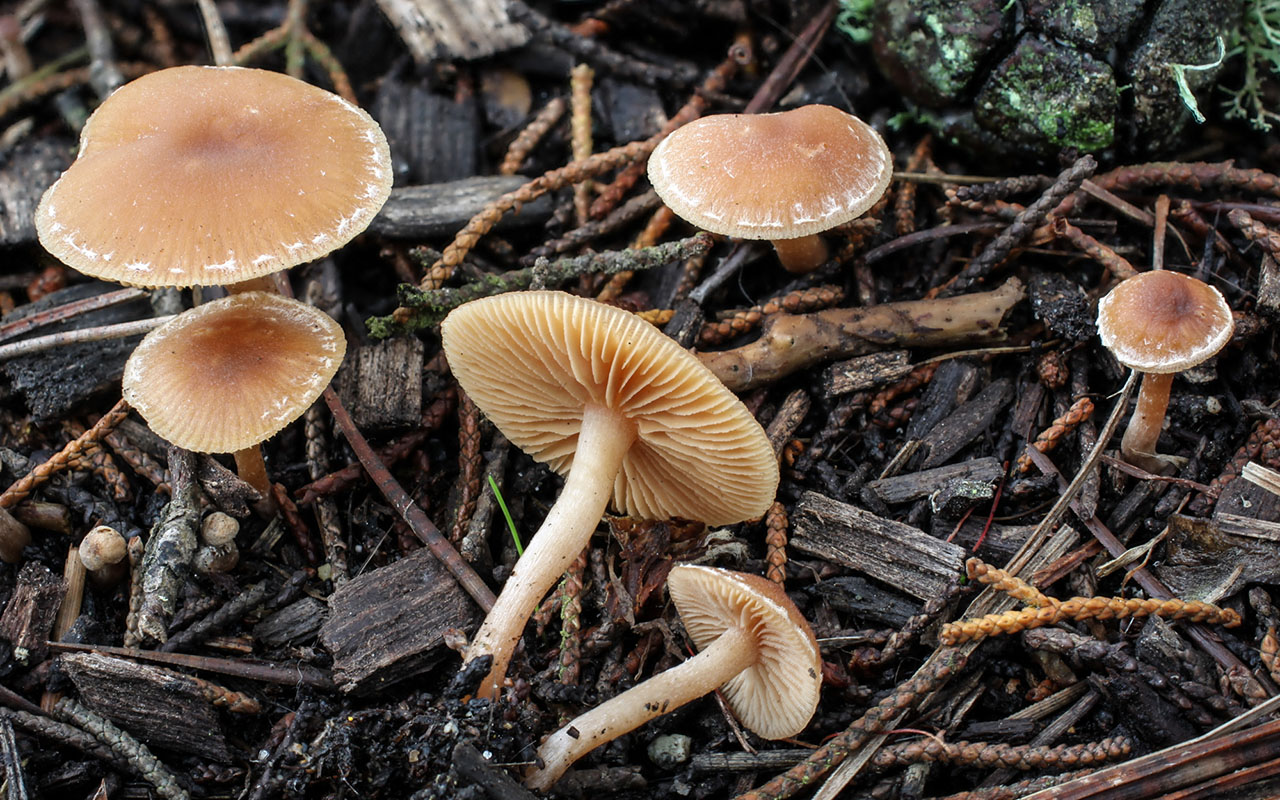 Tuvskinn (Tubaria furfuracea)