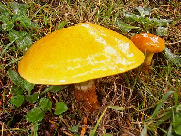 Turuncu Karaçam Mantarı (Suillus tridentinus)