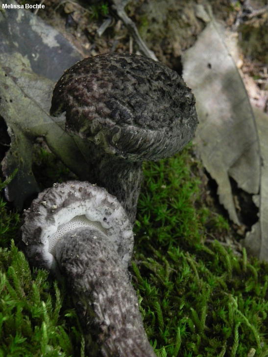 Gammel man i skogen (Strobilomyces floccopus)