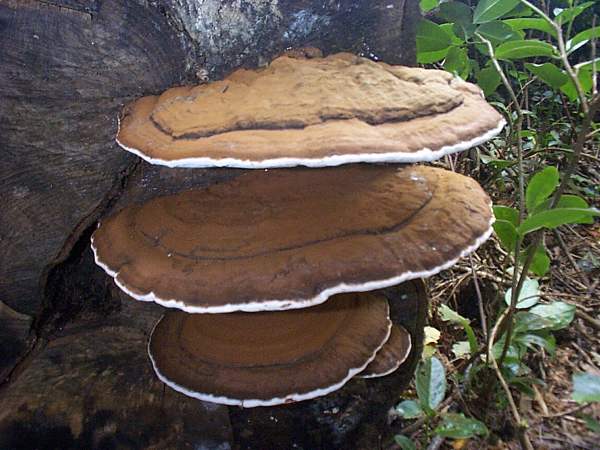 Plattickan (Ganoderma applanatum)