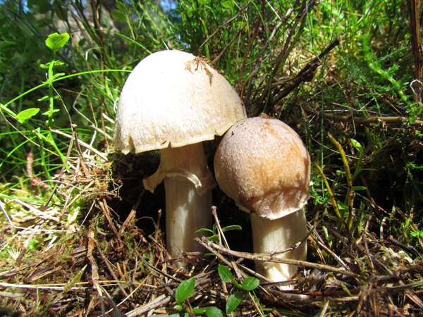 Gypsy Mushroom (Cortinarius caperatus)
