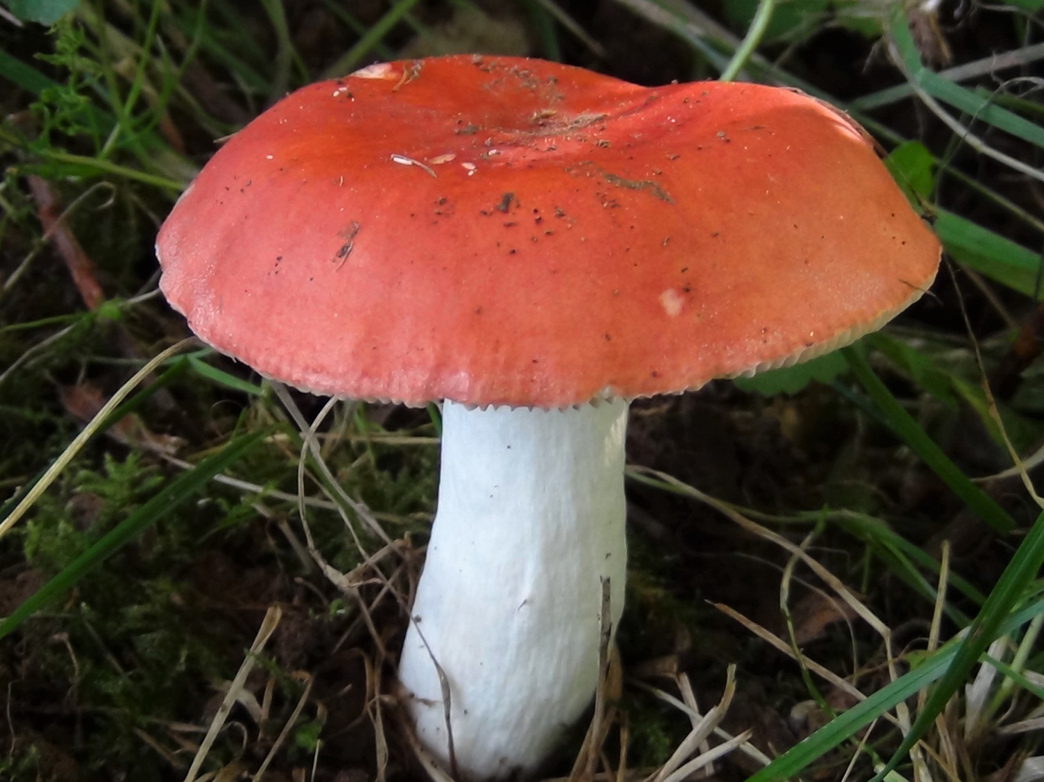 Сироїжка блювотна (Russula emetica)