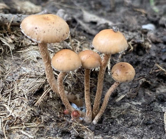 Dung-loving Psilocybe (Psilocybe coprophila)