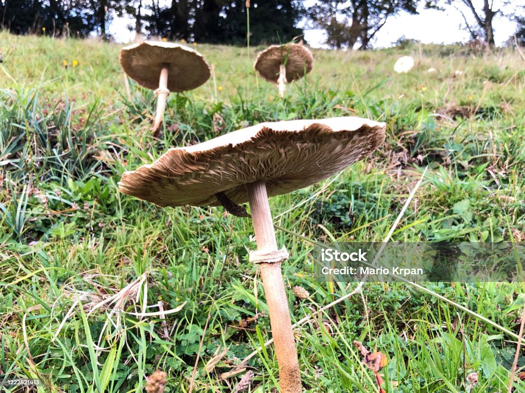 kungschampinjon (Agaricus augustus)