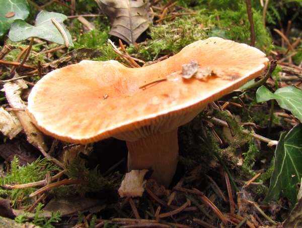 Šťavnica pomarančová (Lactarius aurantiacus)