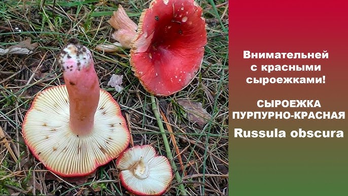 Сироїжка еметична соснова (Russula emeticicolor)