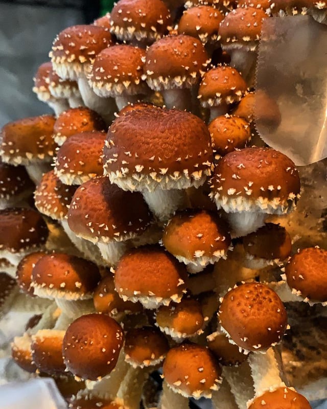 栗褐鳞伞 (Hemistropharia albocrenulata)