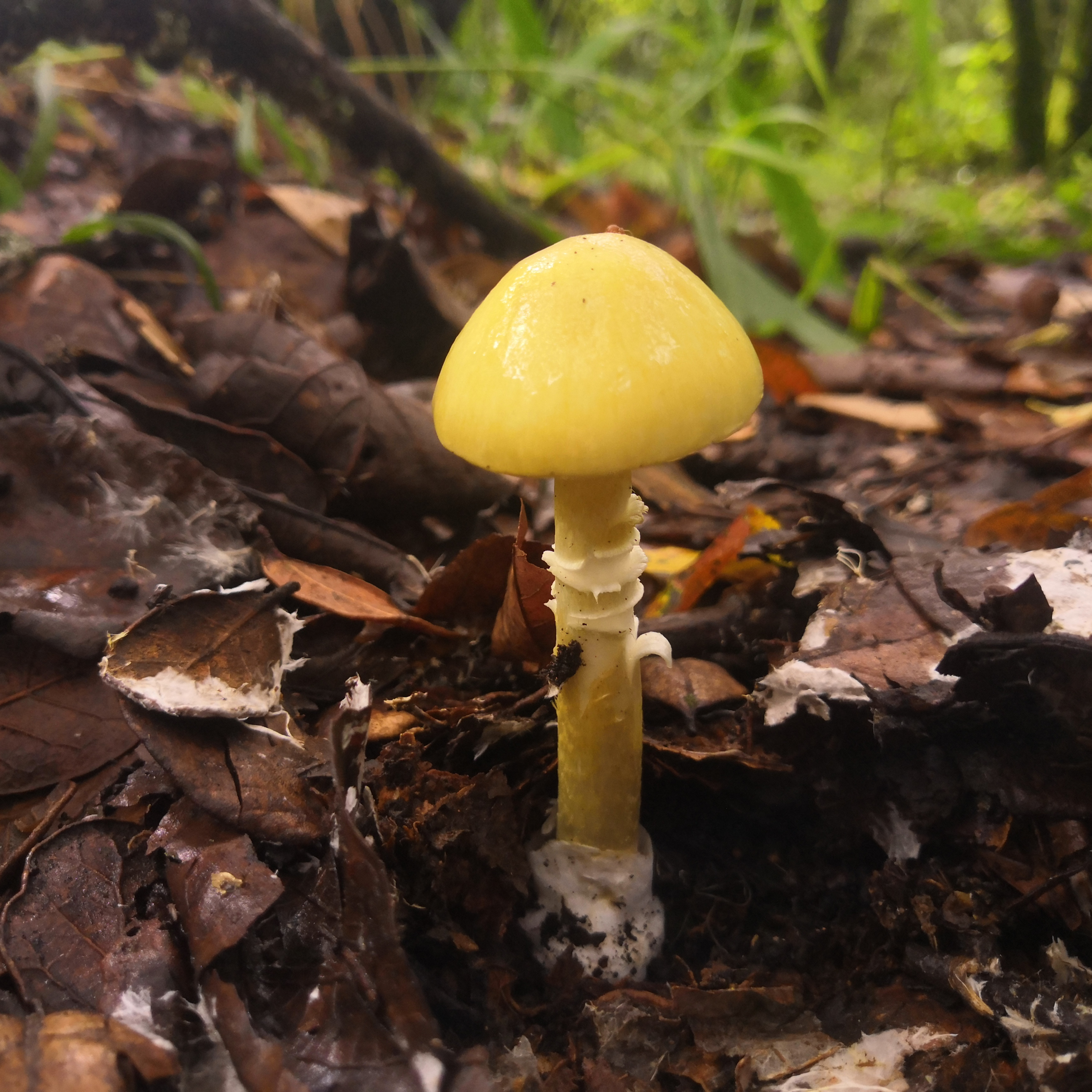 黄盖鹅膏 (Amanita flavella)