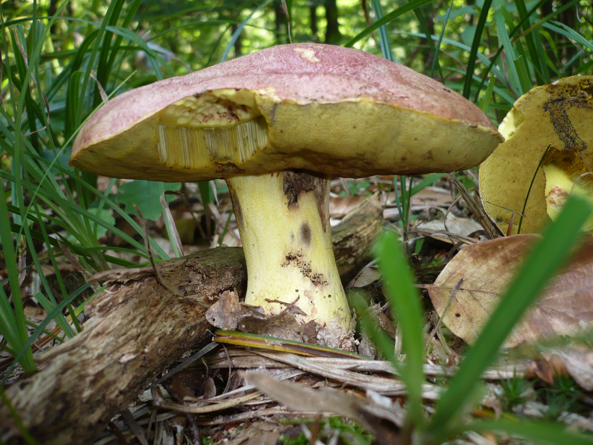 Боровик королівський (Butyriboletus regius)