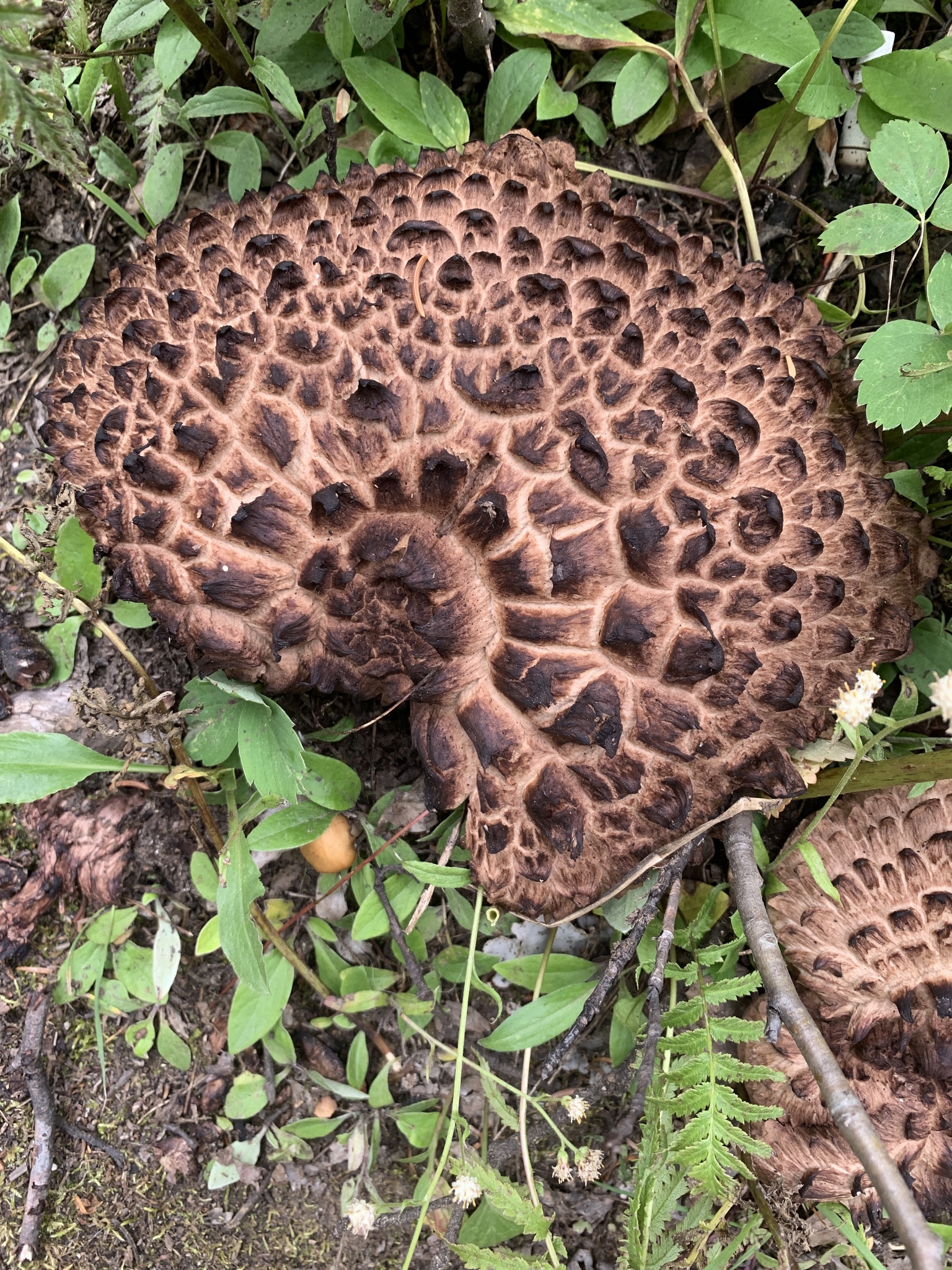 Їжовик лускатий, Саркодон черепичастий (Hydnum imbricatum)
