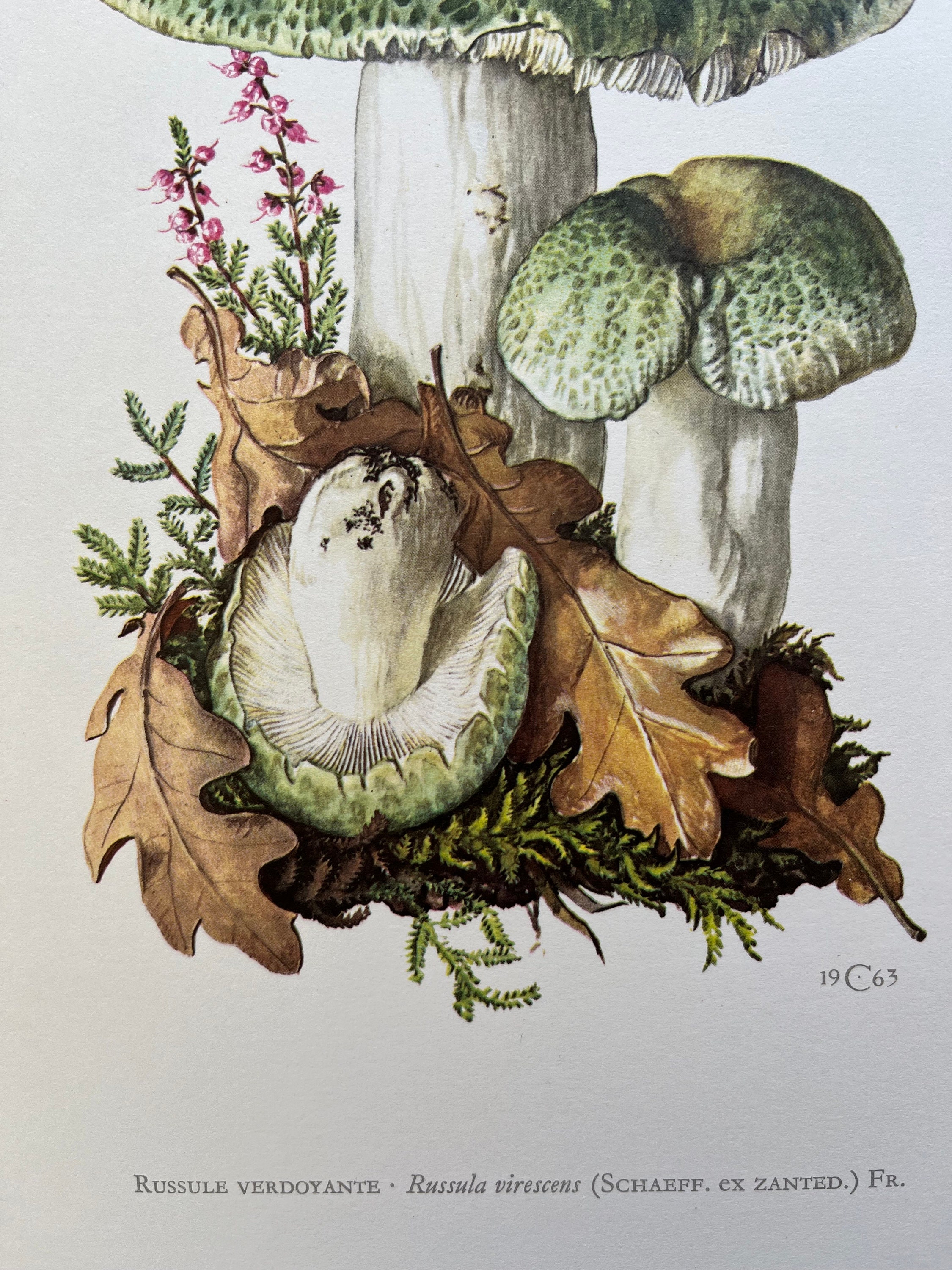 Holubinka trávolistá (Russula heterophylla)