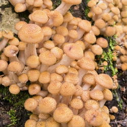 Medena goba (Armillaria mellea)