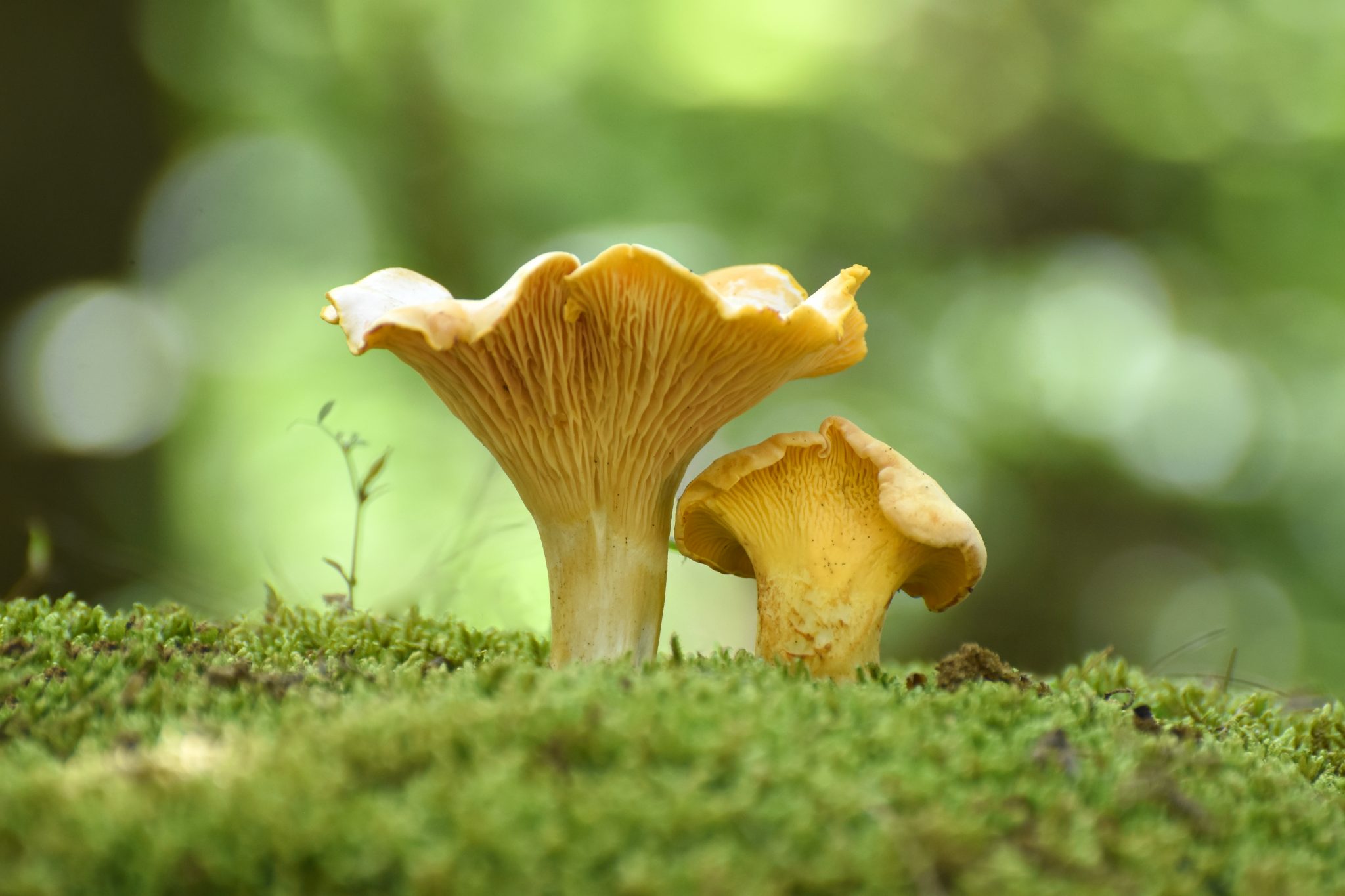 Ingen entydig svensk namn (Hygrocybe vitellina)