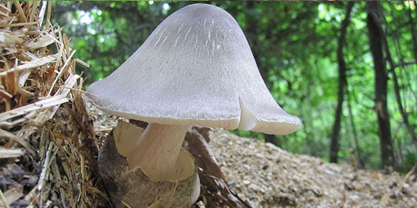 草菇 (Volvariella volvacea)