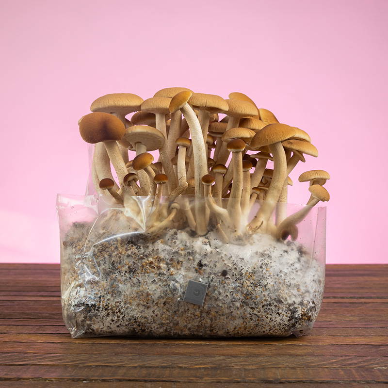 vitäggröding (Agaricus osecanus)