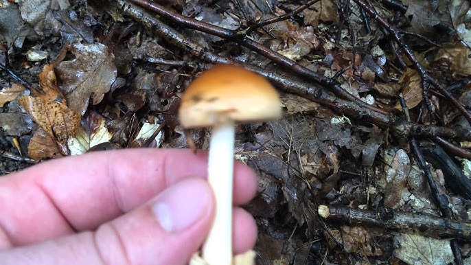 Silkesmusseron (Amanita sericea)
