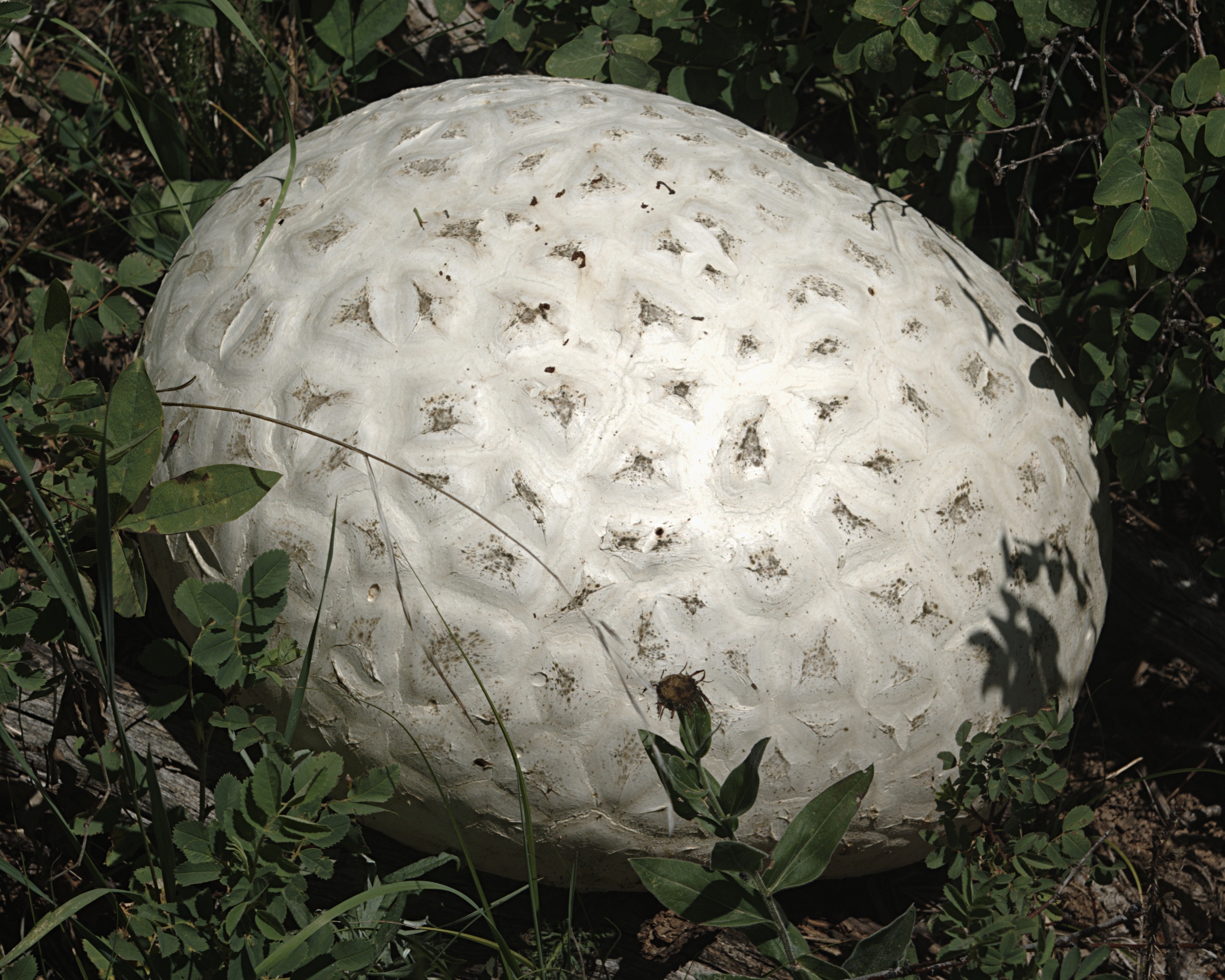 Західний гігантський дощовик (Calvatia booniana)