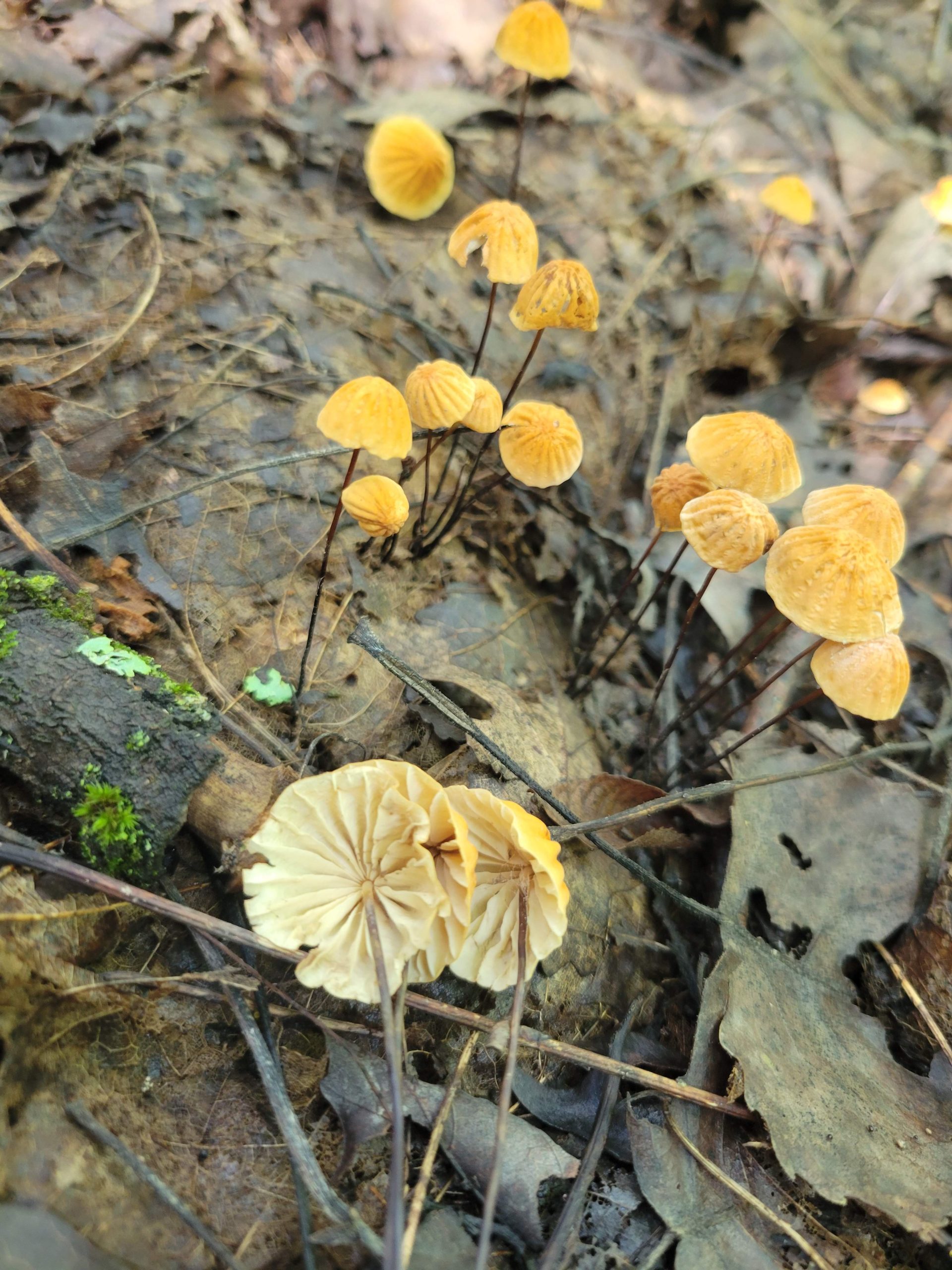 Маразміус прямоніжковий (Marasmius strictipes)