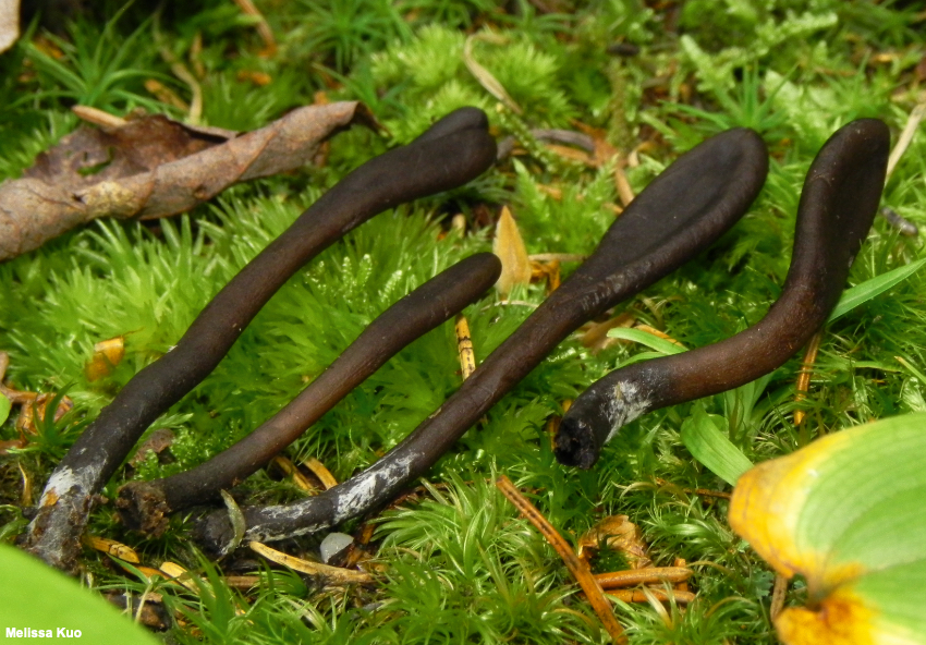Чорний Земляний Язик (Geoglossum umbratile)
