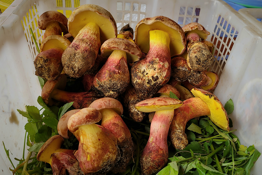 Sližniak mazľavý (Suillus viscidus)