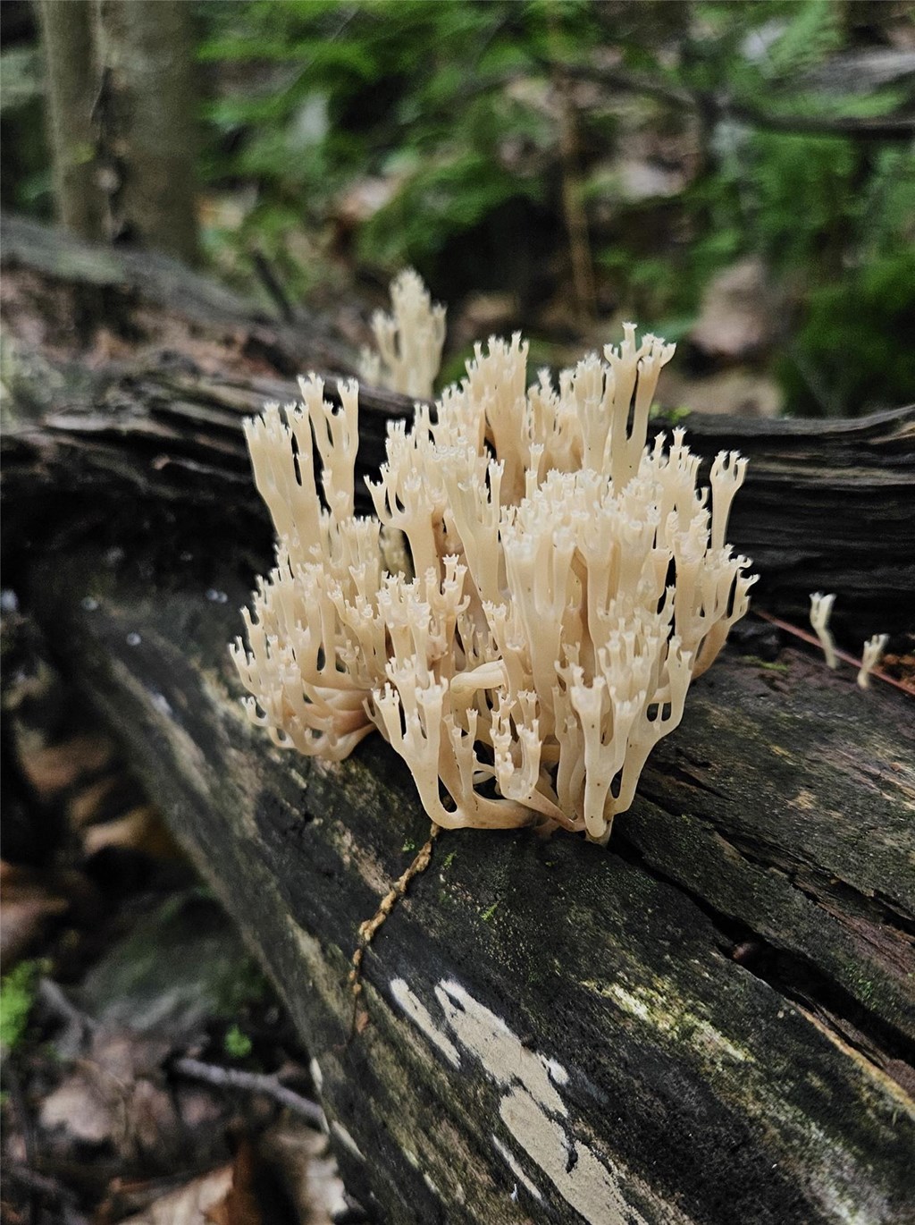 Коралова плямистість (Nectria cinnabarina)