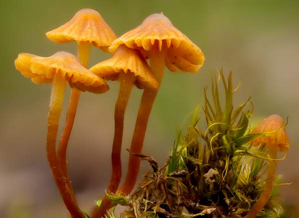 Dwarf Bell (Galerina pumila)
