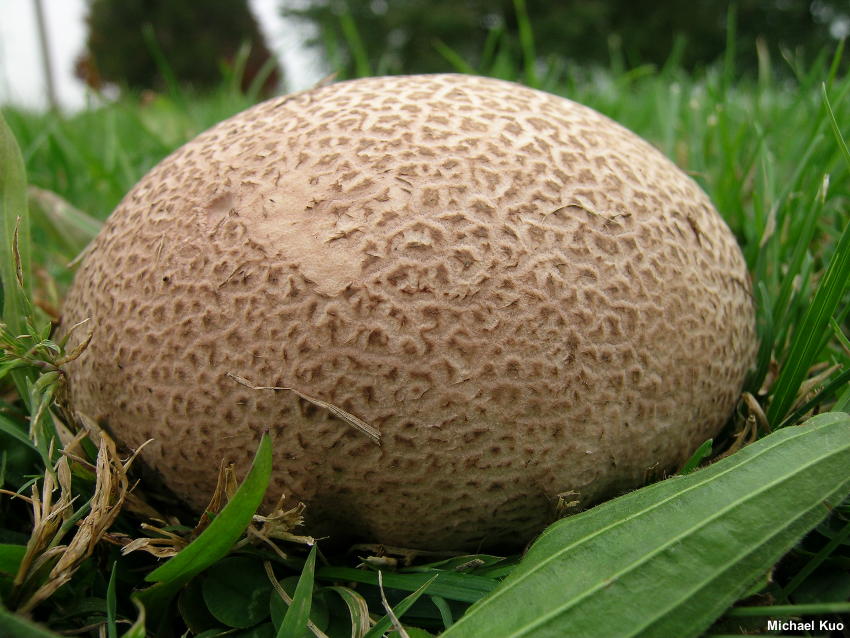 Дощовик келихоподібний (Calvatia cyathiformis)