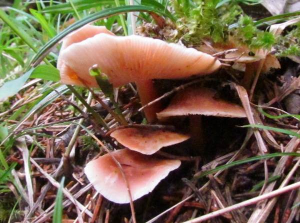 Ругозоміцес м'ясо-червоний (або гриб-будинок) (Rugosomyces carneus)
