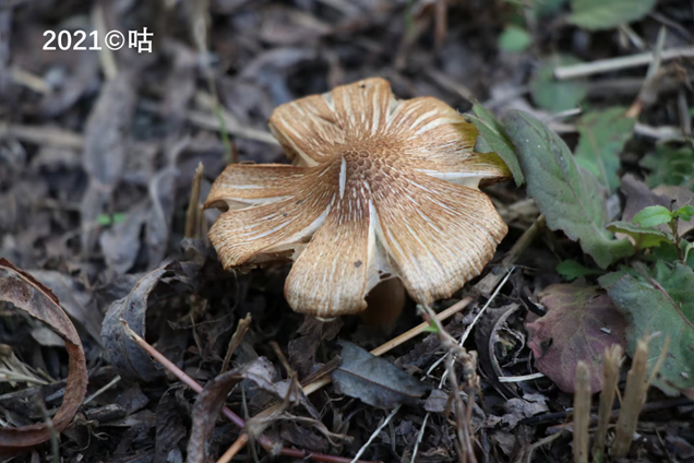 丝盖伞 (Inocybe)
