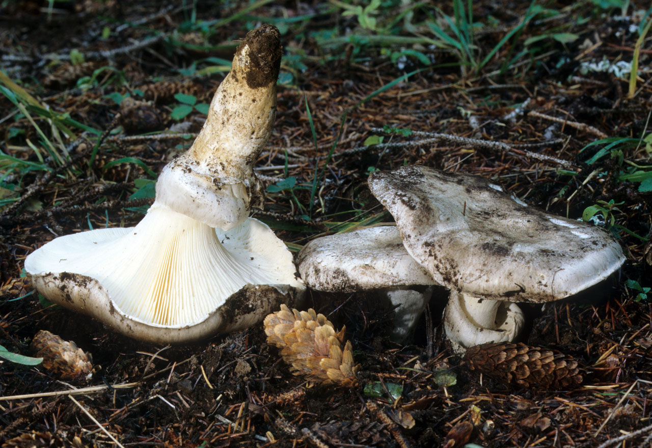 Tall Slender Club (Clavariadelphus ligula)