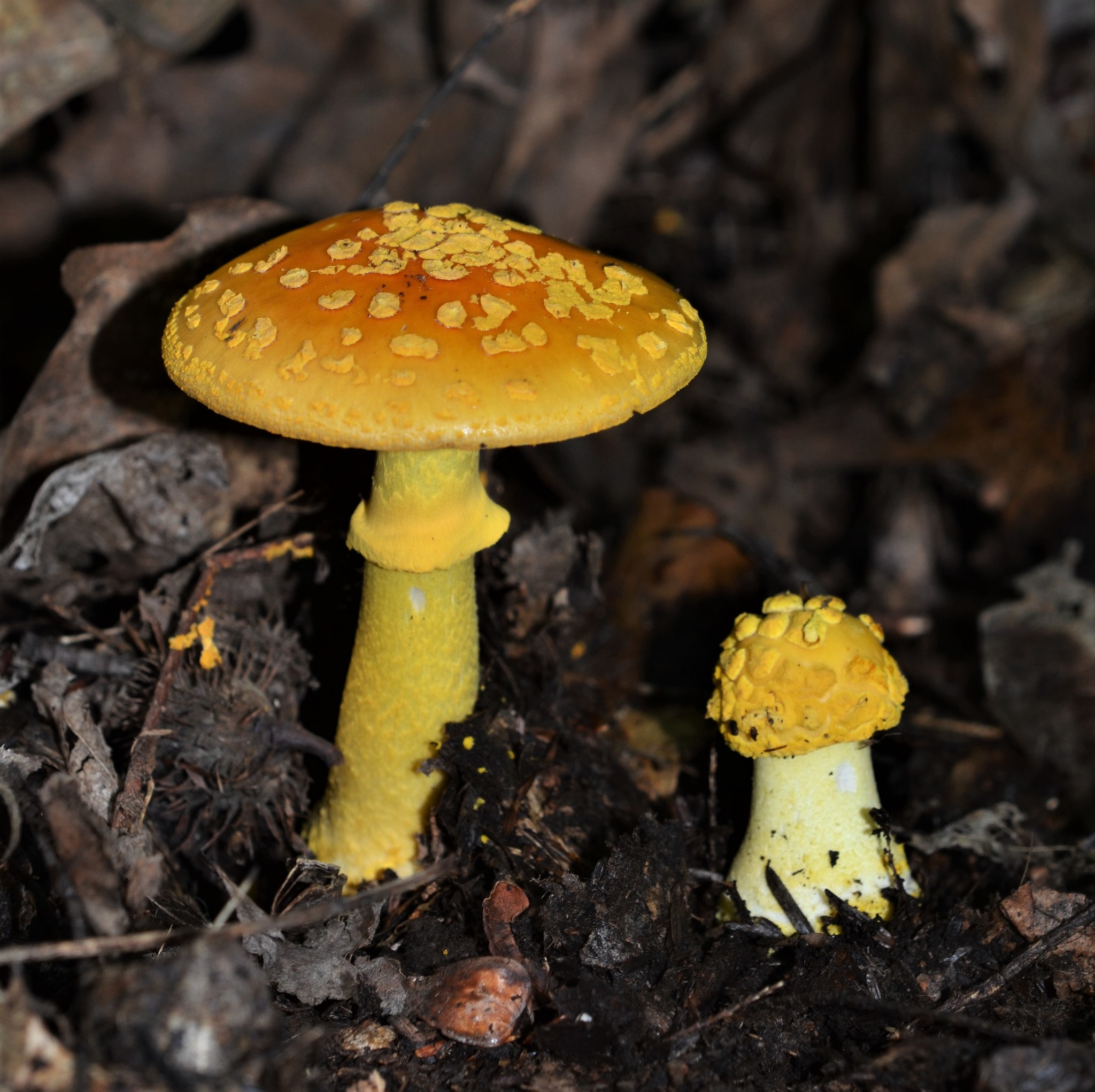 Gul flugsvamp (Amanita flavoconia)