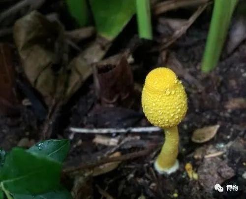 Guldnavling (Hygrocybe chlorophana)