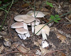 Külrengi Entoloma (Entoloma sinuatum)