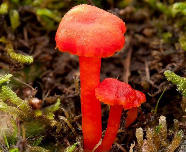 Vermilion Waxcap (Hygrophorus miniatus)
