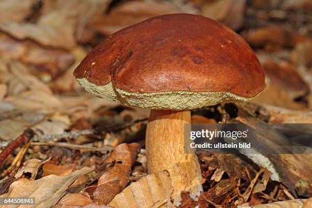 褐绒盖牛肝菌 (Xerocomus badius)