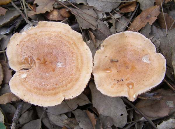 Zlatno mlečnica (Lactarius chrysorrheus)
