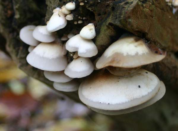 เห็ดเปลือกหอย (Crepidotus mollis)