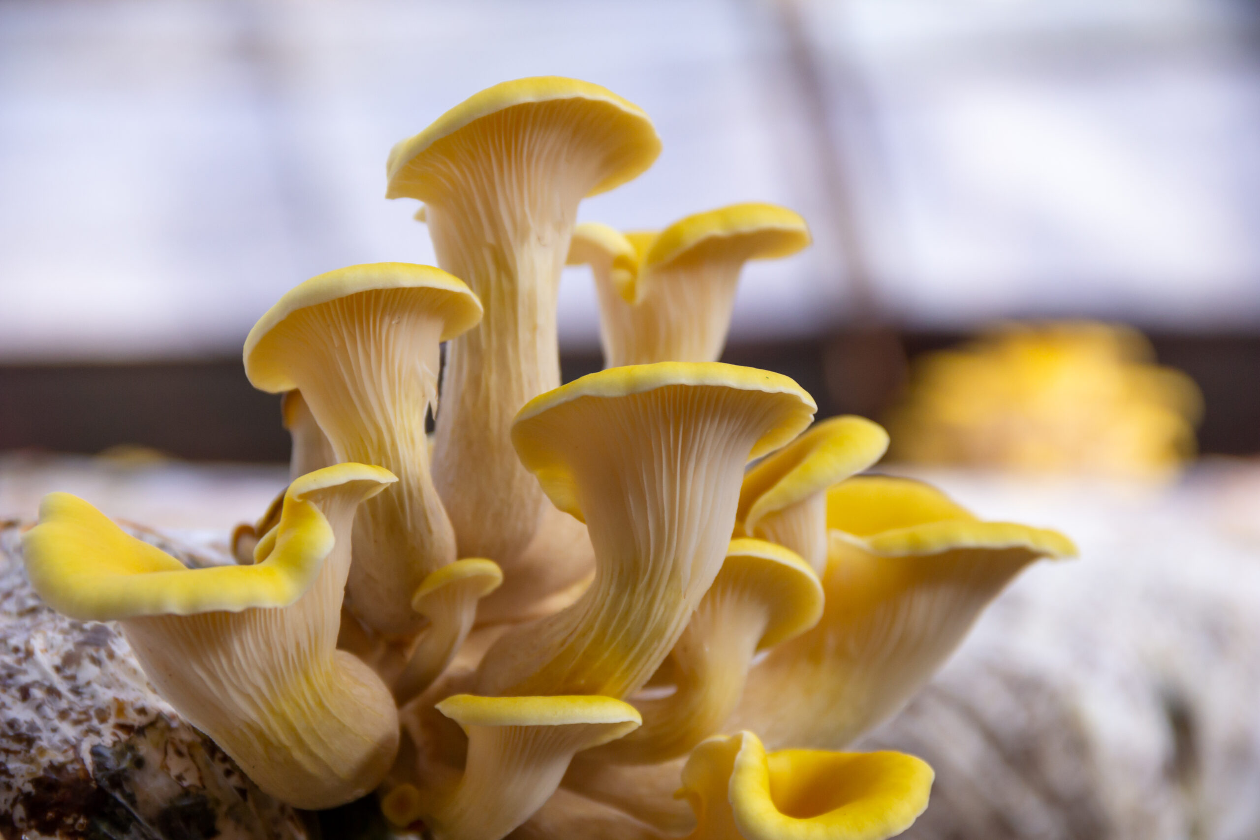 Altın İstiridye Mantarı (Pleurotus citrinopileatus)