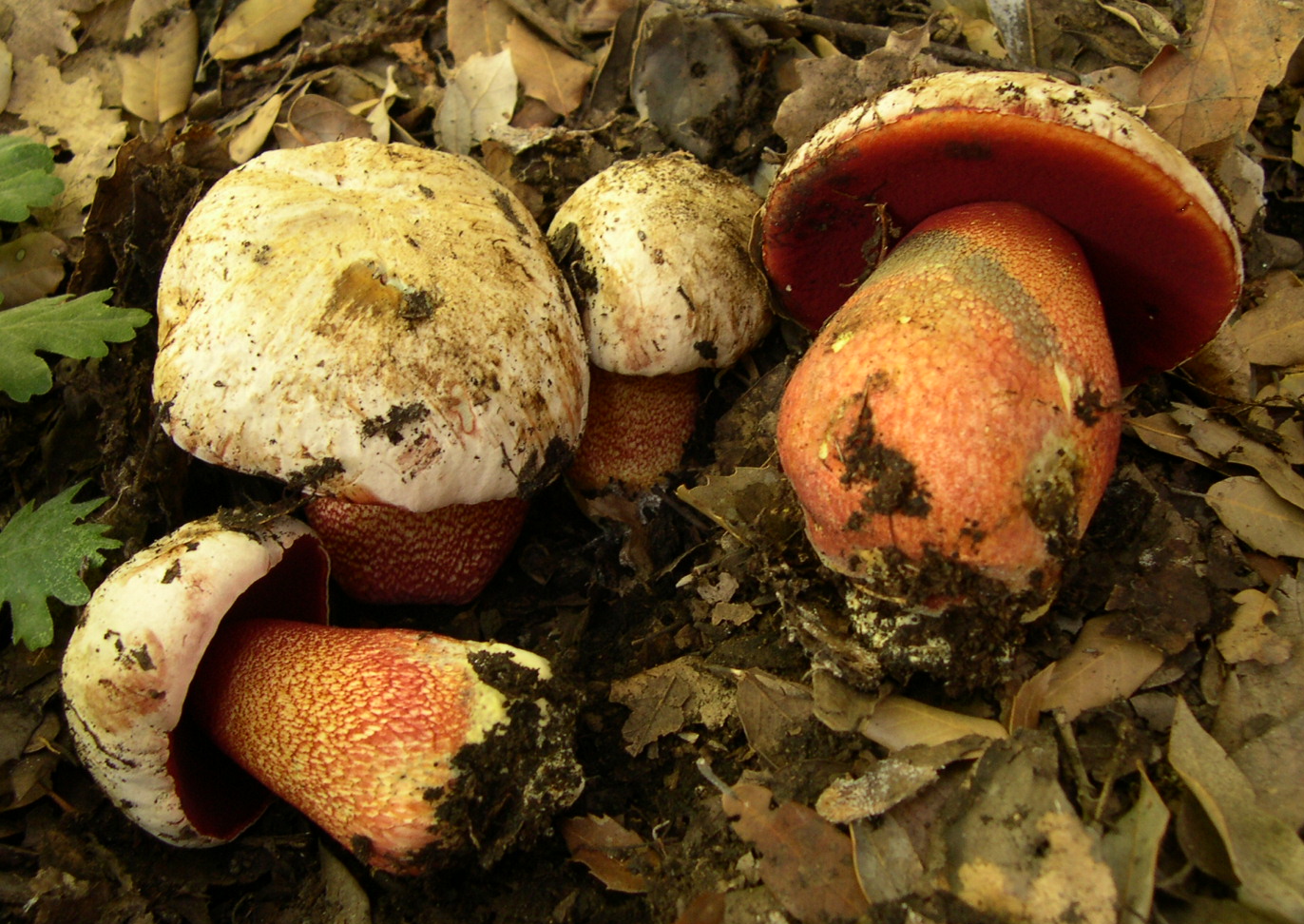 Червоно-жовтий болет (Suillellus rhodoxanthus)