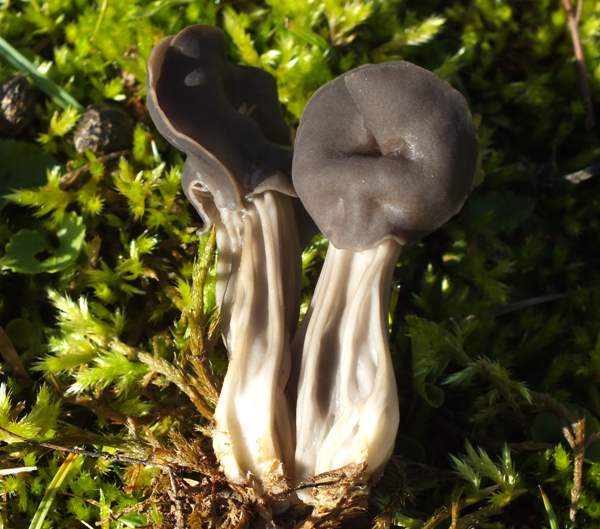 Ельфійське сідло (Helvella lacunosa)
