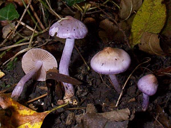 Leylak Lifli Mantar (Inocybe cincinnata)