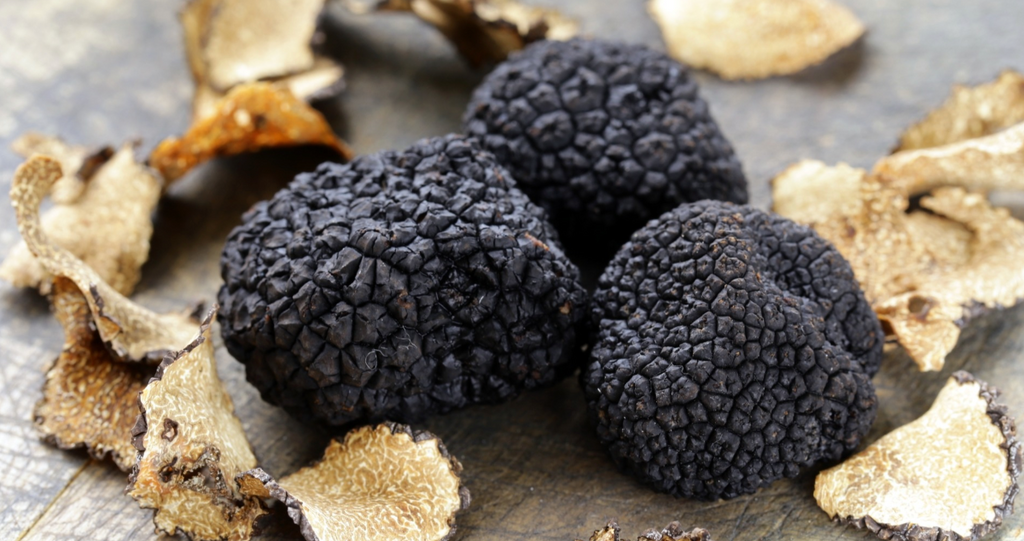 Črna trufelj (Tuber melanosporum)